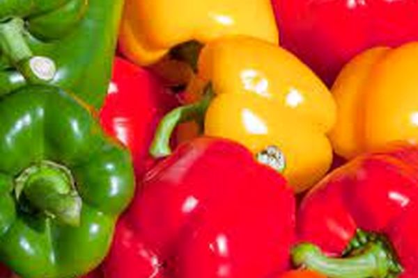 ترفند کاشت فلفل دلمه ای گلدان | بهترین زمان برداشت فلفل دلمه 