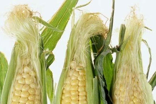 معجزه‌ی کاکل ذرت برای سنگ کلیه | خواص عجیب کاکل ذرت که نمی‌دانستید