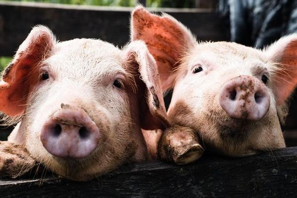 دلیل علاقه خوک به خوردن مدفوعش چیست؟ | دلیل مدفوع خواری خوک