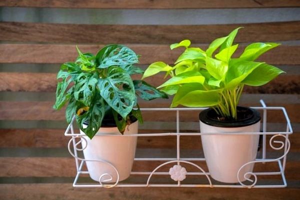 درست ترین روش آبیاری گیاه های خانگی + ویدیو | بدون کوچک ترین کثیف کاری گیاهاتو آبیاری کن