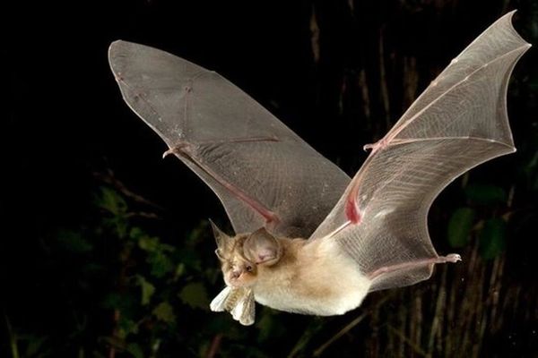 همه‌گیری ویروس جدید و کشنده مردم دنیا را به وحشت انداخت | ویروس کشنده جدید با منشا خفاش‌های میوه‌خوار