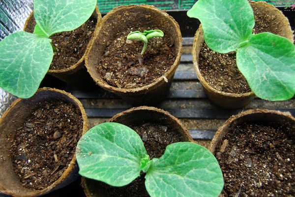 در خانه خود به راحتی کدو تنبل بکارید | نکات نگهداری از کدو تنبل