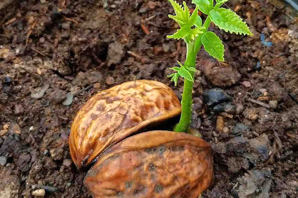 آموزش کاشت گردو در منزل | چطور در گلدان گردو بکاریم+ویدئو 