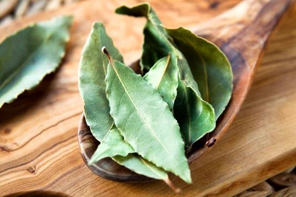 با این گیاه سیستم ایمنی بدنتان را تقویت کنید | فواید گیاه برگ بو 