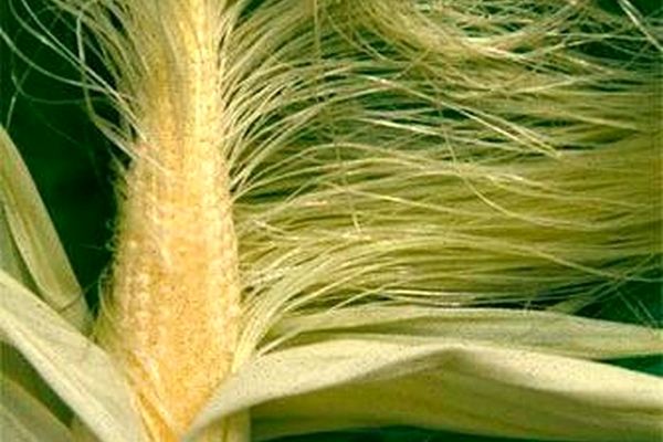 فواید عجیب کاکل ذرت | کاکل ذرت را دور نریزید