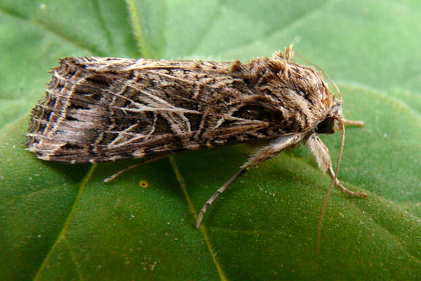 پودر روی بال‌های شاپرک درواقع پولک‌های ریزی از جنس موهای ظریف است.