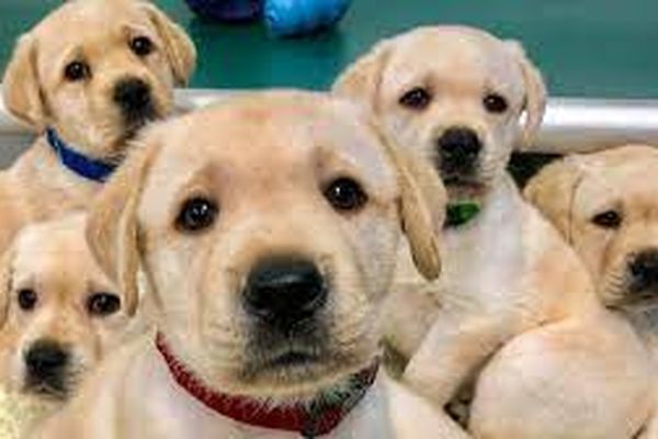 معجزه ای که عشق مادر رقم زد | توله‌ها در آغوش مرگ، مادر در جستجوی نجات