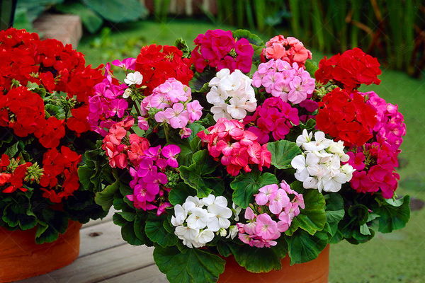 شمعدانی معروف به گل غم خوار | بهترین  فصل قلمه زنی شمعدانی 