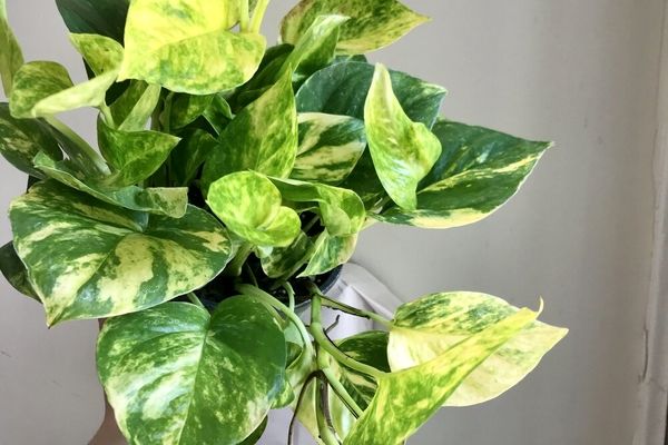 ترفند تکثیر پتوس به روش گلخانه ای | با رعایت این نکات پتوس را آسان تکثیر کن