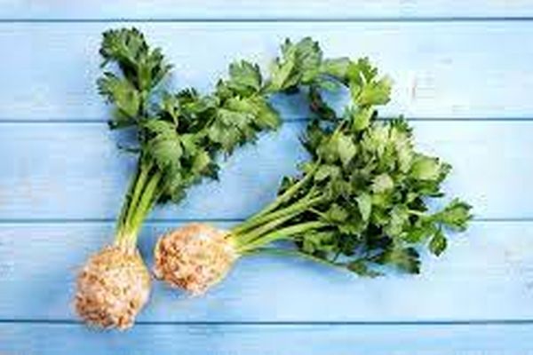 روش کاشت کرفس در خانه | با این روش کرفس تازه داشته باش