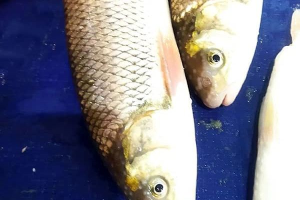 با این‌نکات بهترین ماهی را برای شب عید تهیه کنید | نکات خرید ماهی