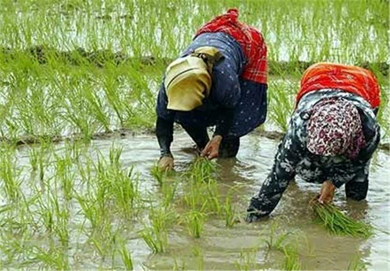 از جالب ترین ودلنواز ترین آواز  زنان هنگام نشاء در مازندران