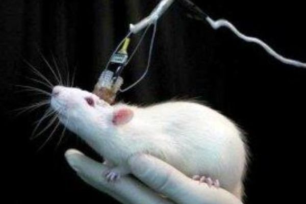 موی بدن موش یک حسگر اپتیکی قوی است