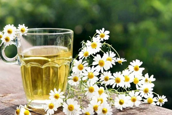 طرز تهیه چای بابونه | این چای فوق العاده با این روش امتحان کن