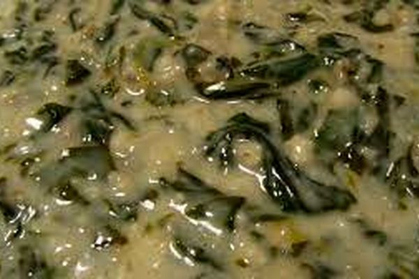 طرز تهیه سوپ اسفناج | این سوپ اسفناج و نیم ساعته بپز