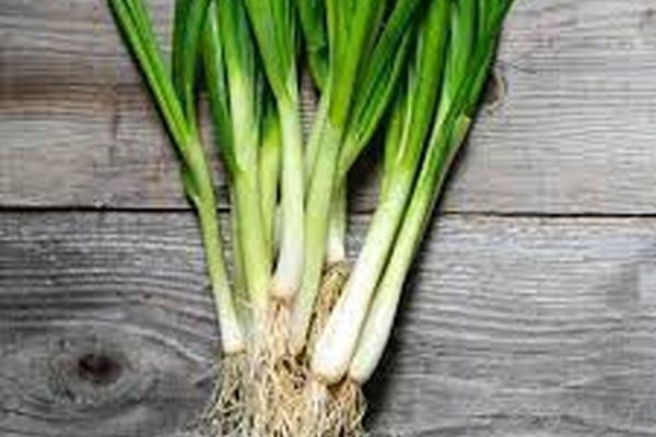 راز تعادل طبع و سلامتی در رژیم غذایی با پیازچه | زنان باردار پیازچه زیاد بخورند 