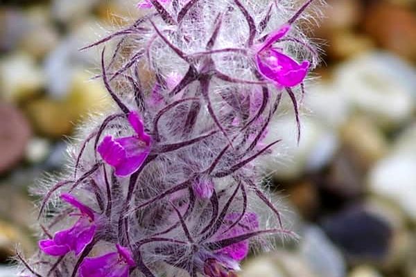 همه چیز درباره چای کوهی | خواص و عوارض چای کوهی