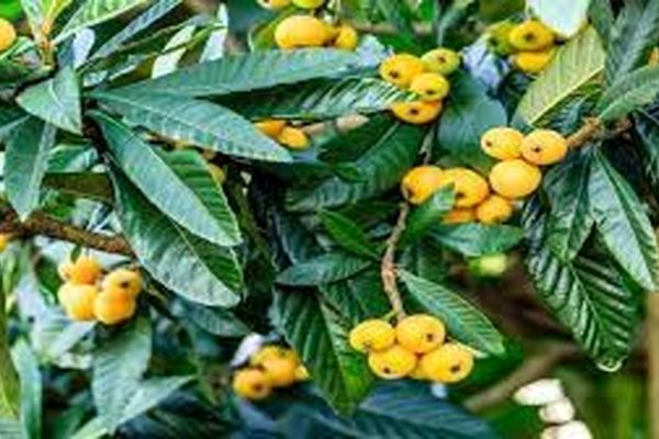 در خانه ازگیل ژاپنی بکارید | فواید ازگیل ژاپنی و روش کاشت آن در خانه