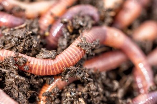  چرا کرم‌های خاکی پس از باران روی خاک می‌آیند؟