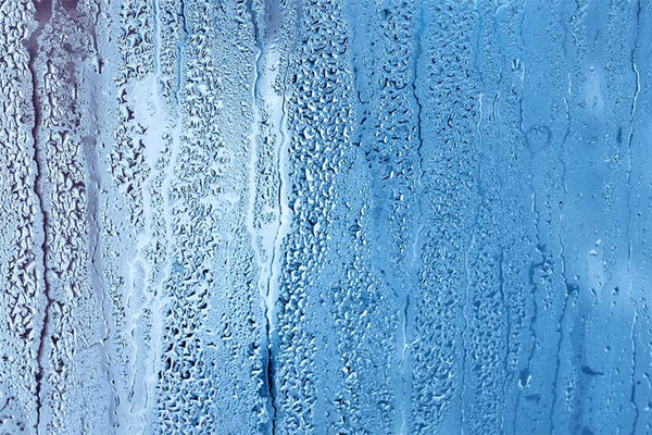 دانشمندان فایده سوسک را برملا کردند