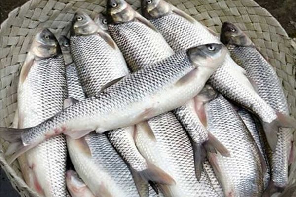 جدیدترین قیمت ماهی در بازار | قیمت روز انواع ماهی در بازار