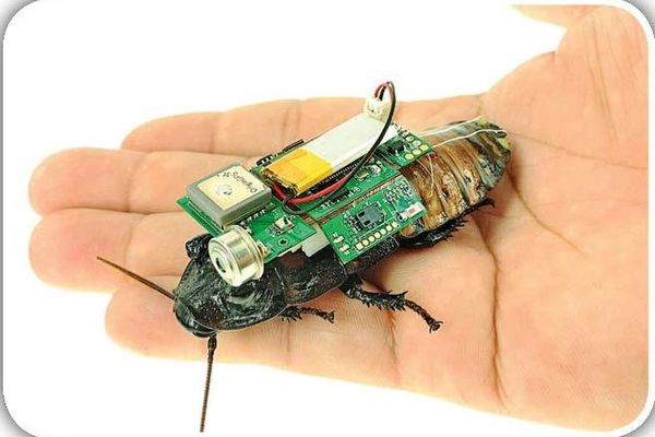 حشره‌های زنده‌یاب در راه‌ هستند | اگر زیر آوار گیر کردید، سوسکها را نکشید!