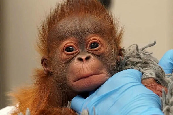 تحلیل دقیق رفتار حیوانات با هوش مصنوعی