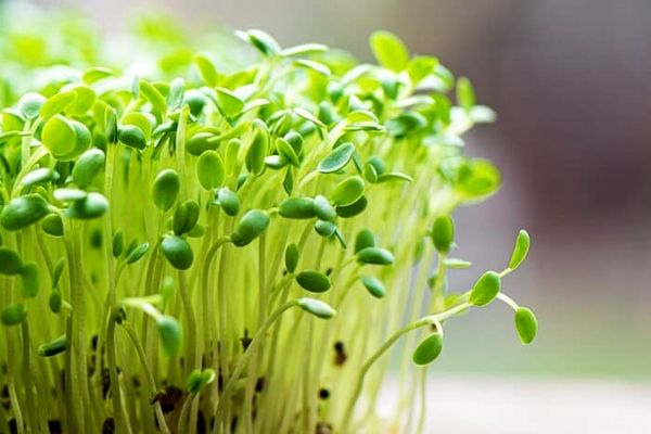 استفاده از ربات در پرورش گیاهان