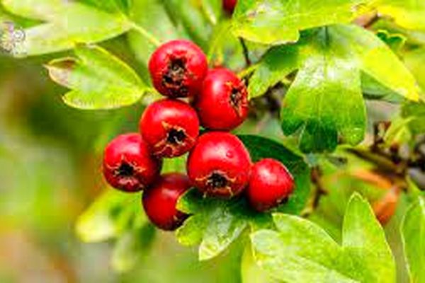 با خوردن این گیاه قلبی سالم تر داشته باشید | زالزالک نیروگاه قلبی