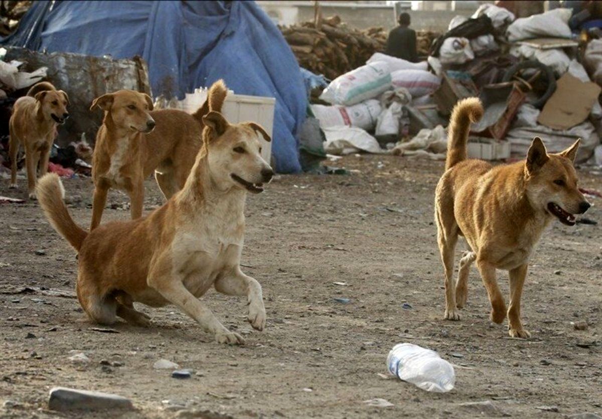 حمله سگ های ولگرد در قم جان کودک را گرفت | کودکی که به دام سگ ها افتاد