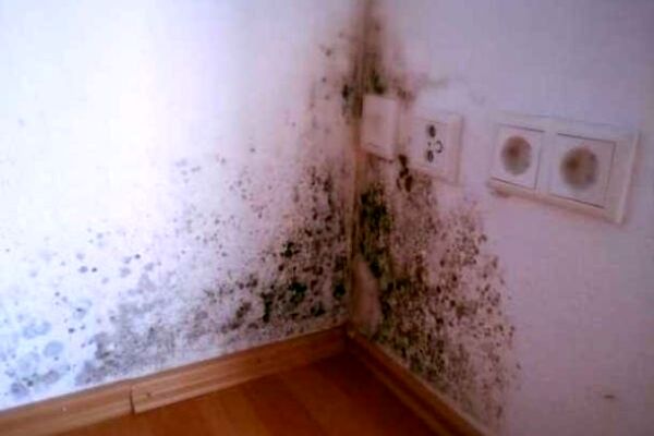 کپک دیوار رو اینطوری پاکسازی کن | چیزی که توی ایران اصلا یادت نمیدن!