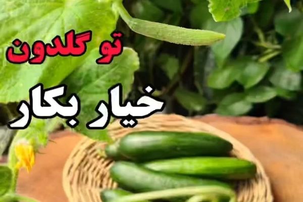  کاشت خیار در منزل بدون خرید بذر +ویدئو 