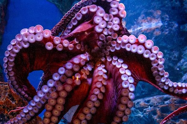 دانشمندان دلیل نابودی اختاپوس ها را پس از جفت گیری کشف کردند