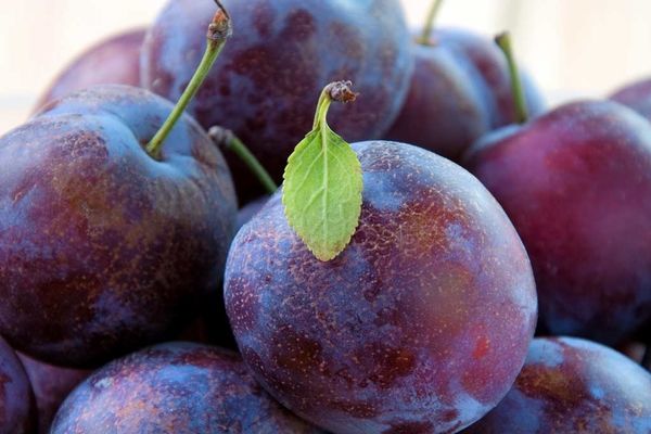 این میوه سبب کاهش کلسترول میشود | فواید آلو برای بدن