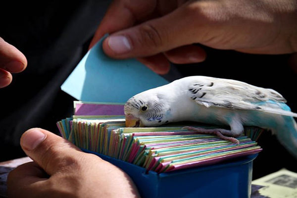 فال حافظ فردا | فال حافظ متولدین ماه های مختلف | ای صاحب فال نیت کن