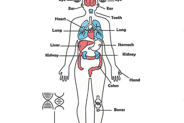 6 قسمت جذاب بدن شما که معجزه تکامل را ثابت می کند