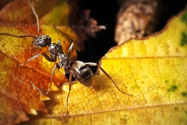 کشف روشی عجیب برای تشخیص سرطان | مورچه ها میتوانند از طریق ادارار سرطان را تشخیص دهند