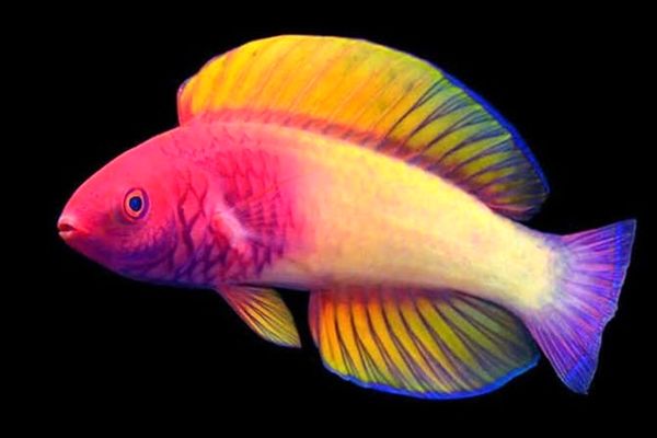 کشف گونه جدیدی از ماهی‌های رنگین کمانی