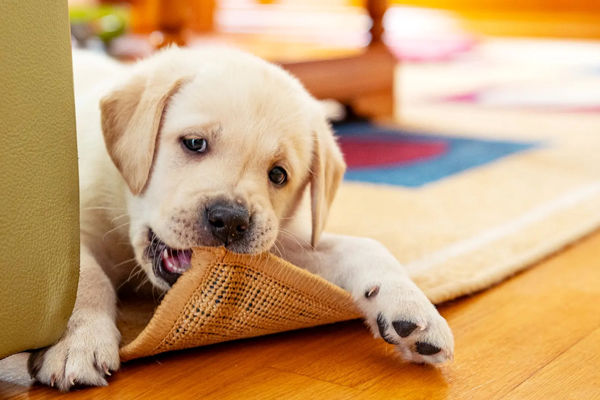 اگر حیوان خانگی دارید این فرش ها را جمع کنید | فرش های نامناسب برای حیوانات خانگی