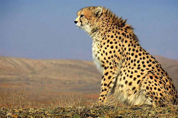 چرا عکس یوز پلنگ ایرانی از پیراهن تیم ملی حذف شد؟ | چه معنایی دارد؟