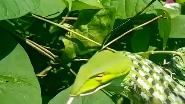 مار شلاقی نوعی مار باریک اندام درختی | فیلم