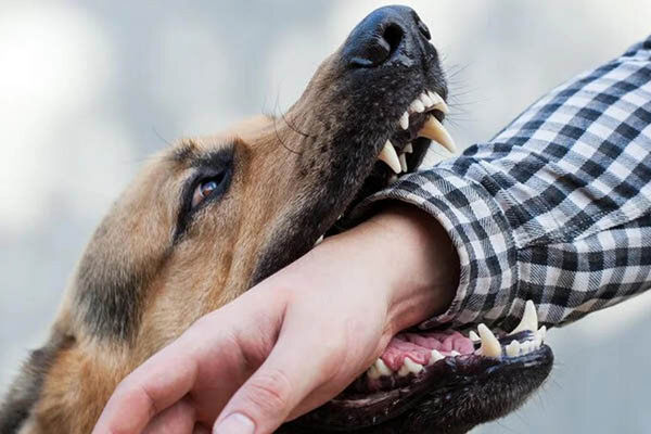 واکنش عجیب مردم به حمله سگ های ولگرد در شهر + ویدئو