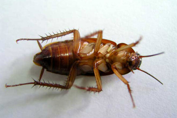 راه کشتن سوسک ها له کردنشان نیست! | سالم ترین روش برای از بین بردن این حشرات موذی