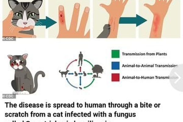 گاز گربه ها مرگبار شد | مراقب بیماری قارچی گاز گربه ها باشید!