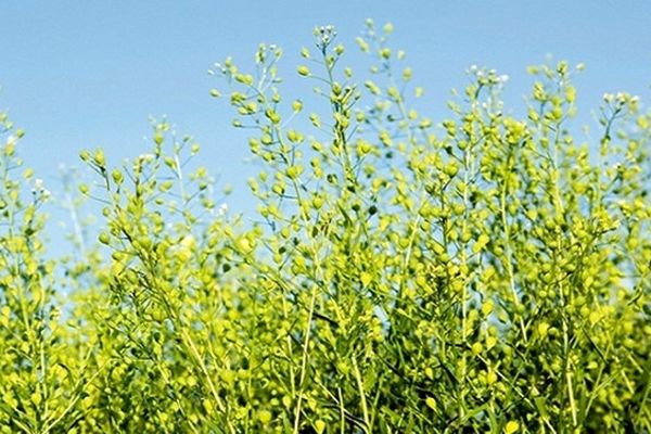  یک تیر و دو نشان با کشت «کاملینا» | خودکفایی در تولید روغن و مقابله با کم آبی