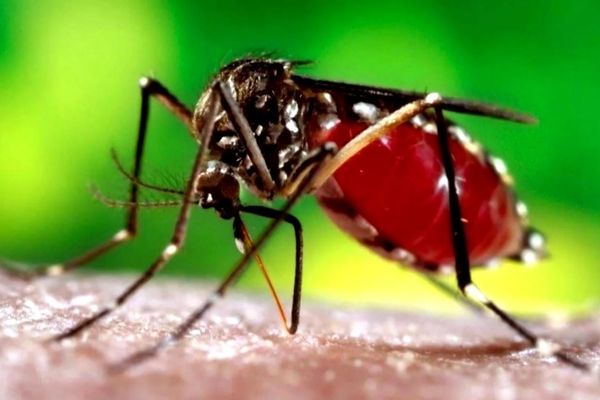 ترفند دور کردن پشه ها | اینم یه روش خیلی آسون برای دور کردن پشه های مزاحم