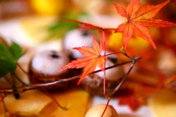 در فصل پاییز این غذاها را بخورید | غذاهای مناسب فصل پاییز