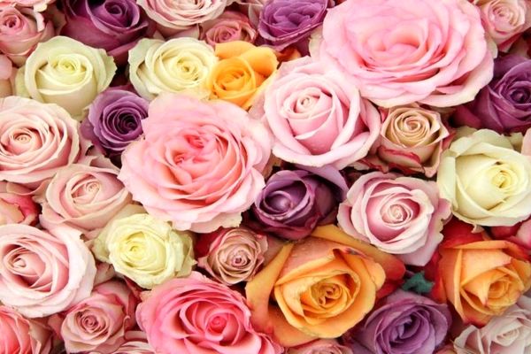 ترفند درست کردن رژ لب با گل رز | اگه دلت یه رژ لب خاص میخوای دست بکار شو 