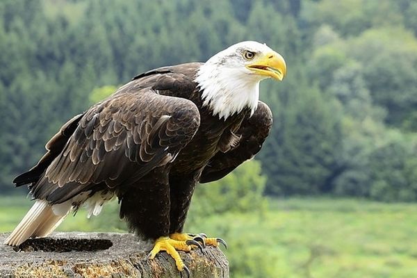 لحظه وحشتناک حمله عقاب به بچه | بچه بیچاره سکته کرد+ویدیو 