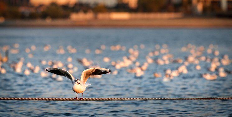  داستان پرنده‌های تهران | چه پرنده‌هایی در نقاط مختلف شهر زندگی می‌کنند؟